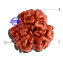 Load image into Gallery viewer, 3 Mukhi Rudraksha from Nepal - Bead No. 273
