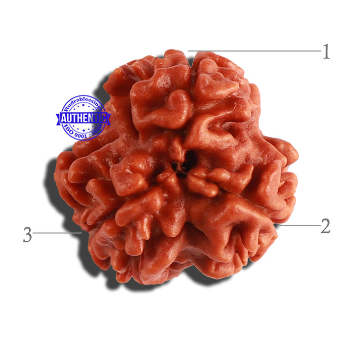 3 Mukhi Rudraksha from Nepal - Bead No. 273