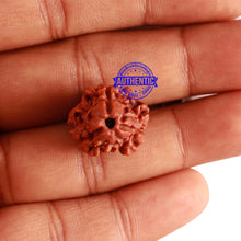 Load image into Gallery viewer, 3 Mukhi Rudraksha from Nepal - Bead No. 274
