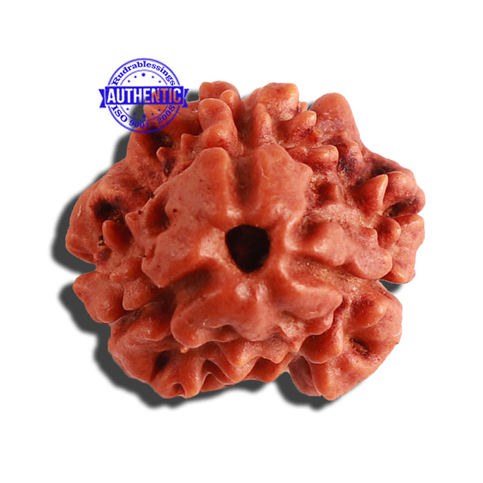 3 Mukhi Rudraksha from Nepal - Bead No. 274