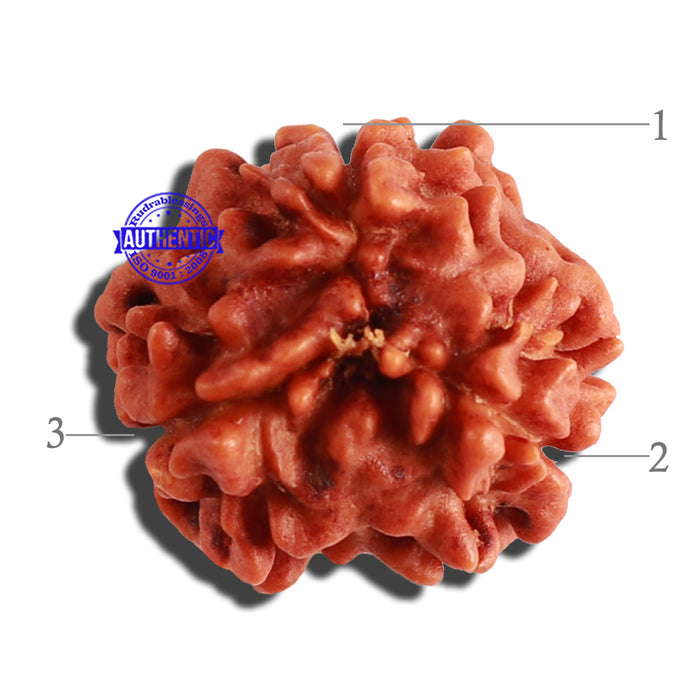 3 Mukhi Rudraksha from Nepal - Bead No. 274
