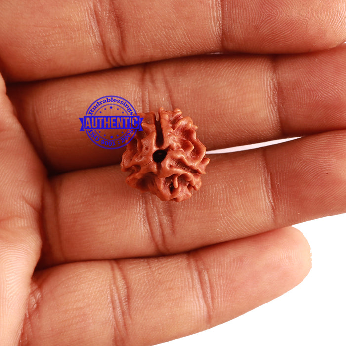 3 Mukhi Rudraksha from Nepal - Bead No. 275