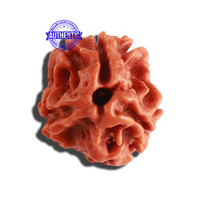 Load image into Gallery viewer, 3 Mukhi Rudraksha from Nepal - Bead No. 275
