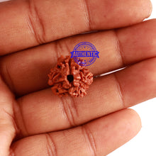 Load image into Gallery viewer, 3 Mukhi Rudraksha from Nepal - Bead No. 276
