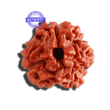 Load image into Gallery viewer, 3 Mukhi Rudraksha from Nepal - Bead No. 276
