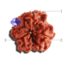 Load image into Gallery viewer, 3 Mukhi Rudraksha from Nepal - Bead No. 276
