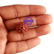 Load image into Gallery viewer, 3 Mukhi Rudraksha from Nepal - Bead No. 277

