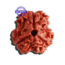 Load image into Gallery viewer, 3 Mukhi Rudraksha from Nepal - Bead No. 277
