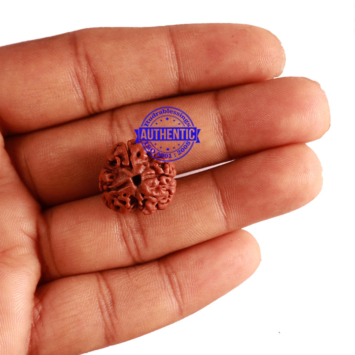 3 Mukhi Rudraksha from Nepal - Bead No. 278