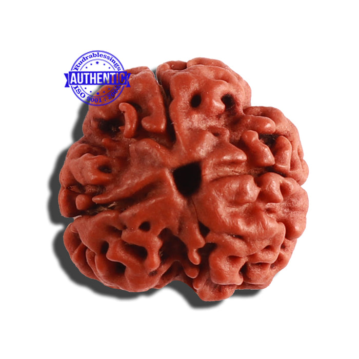 3 Mukhi Rudraksha from Nepal - Bead No. 278