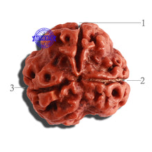 Load image into Gallery viewer, 3 Mukhi Rudraksha from Nepal - Bead No. 278
