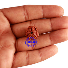 Load image into Gallery viewer, 3 Mukhi Rudraksha from Nepal - Bead No. 279
