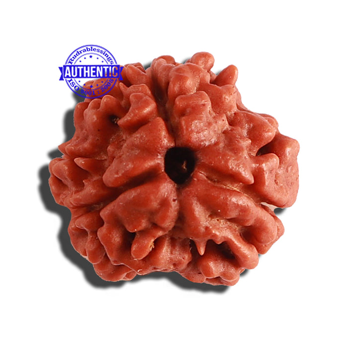 3 Mukhi Rudraksha from Nepal - Bead No. 279