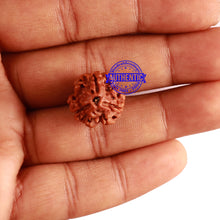 Load image into Gallery viewer, 3 Mukhi Rudraksha from Nepal - Bead No. 280
