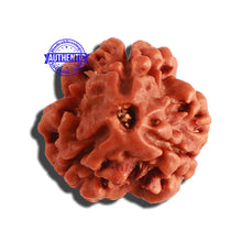 Load image into Gallery viewer, 3 Mukhi Rudraksha from Nepal - Bead No. 280
