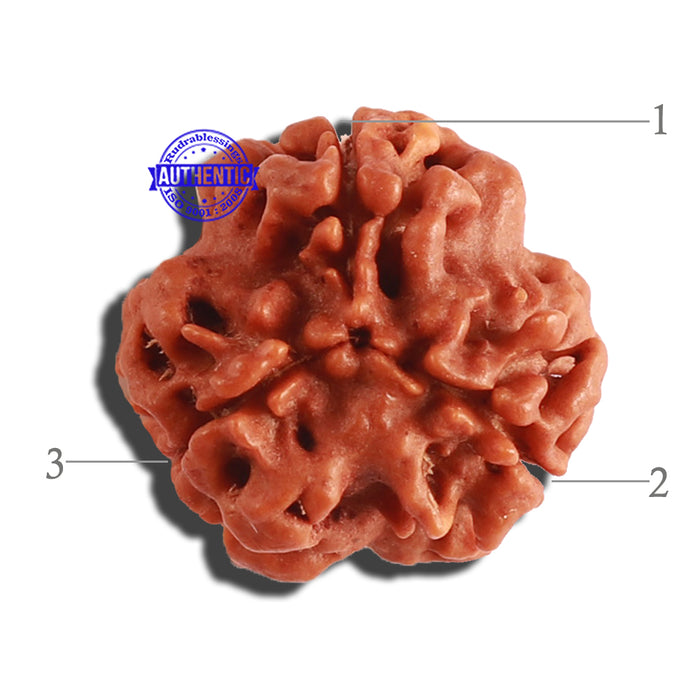 3 Mukhi Rudraksha from Nepal - Bead No. 280