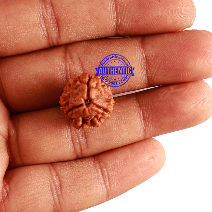 3 Mukhi Rudraksha from Nepal - Bead No. 281