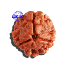 Load image into Gallery viewer, 3 Mukhi Rudraksha from Nepal - Bead No. 281
