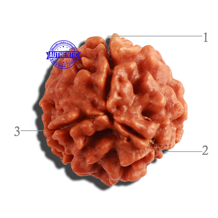 3 Mukhi Rudraksha from Nepal - Bead No. 281