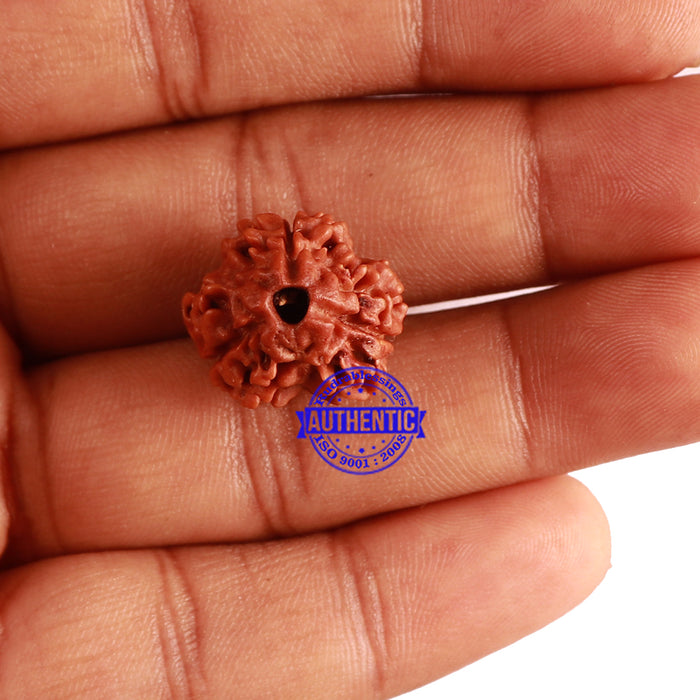 3 Mukhi Rudraksha from Nepal - Bead No. 282