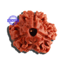 Load image into Gallery viewer, 3 Mukhi Rudraksha from Nepal - Bead No. 282
