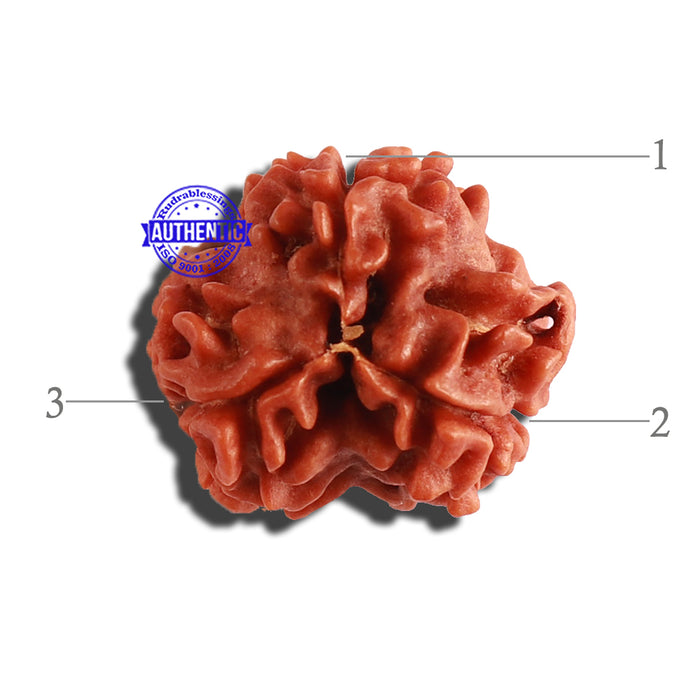 3 Mukhi Rudraksha from Nepal - Bead No. 282