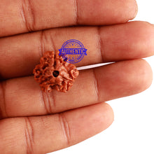 Load image into Gallery viewer, 3 Mukhi Rudraksha from Nepal - Bead No. 283
