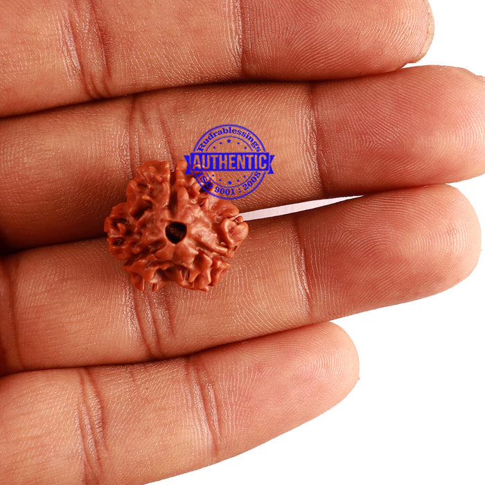 3 Mukhi Rudraksha from Nepal - Bead No. 283