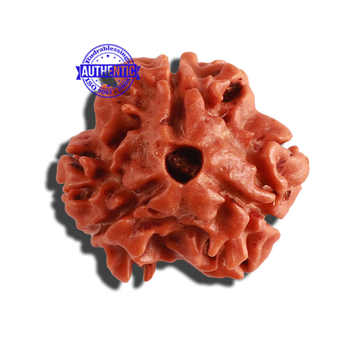 3 Mukhi Rudraksha from Nepal - Bead No. 283