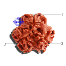 Load image into Gallery viewer, 3 Mukhi Rudraksha from Nepal - Bead No. 283
