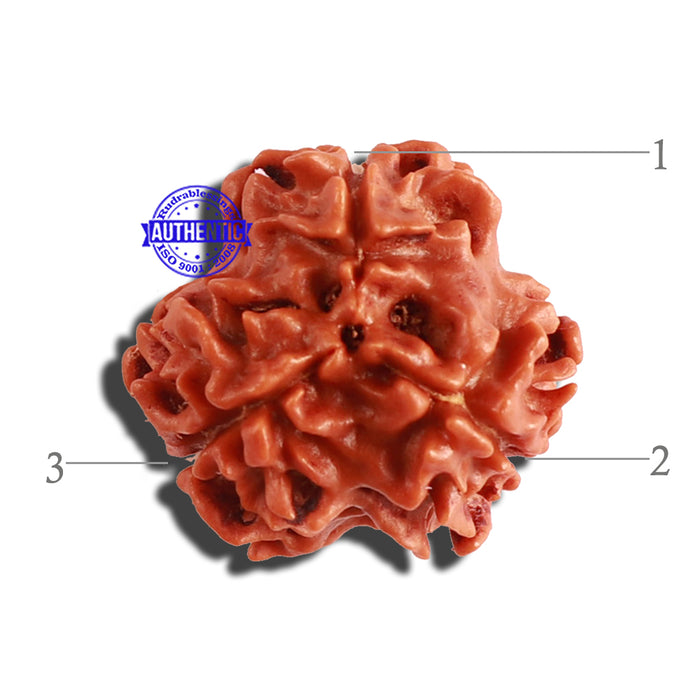 3 Mukhi Rudraksha from Nepal - Bead No. 283