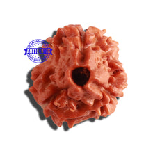 Load image into Gallery viewer, 3 Mukhi Rudraksha from Nepal - Bead No. 284
