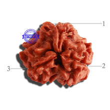 Load image into Gallery viewer, 3 Mukhi Rudraksha from Nepal - Bead No. 284
