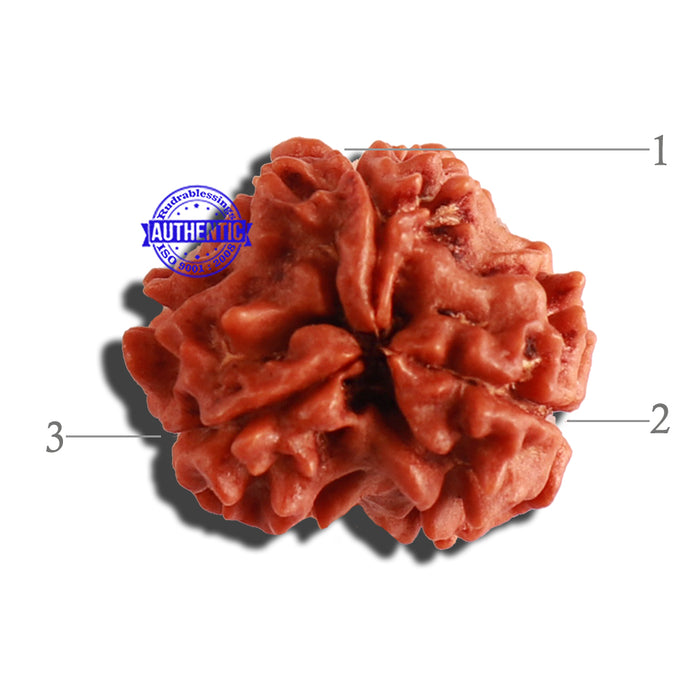 3 Mukhi Rudraksha from Nepal - Bead No. 284