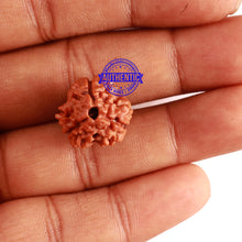 Load image into Gallery viewer, 3 Mukhi Rudraksha from Nepal - Bead No. 285
