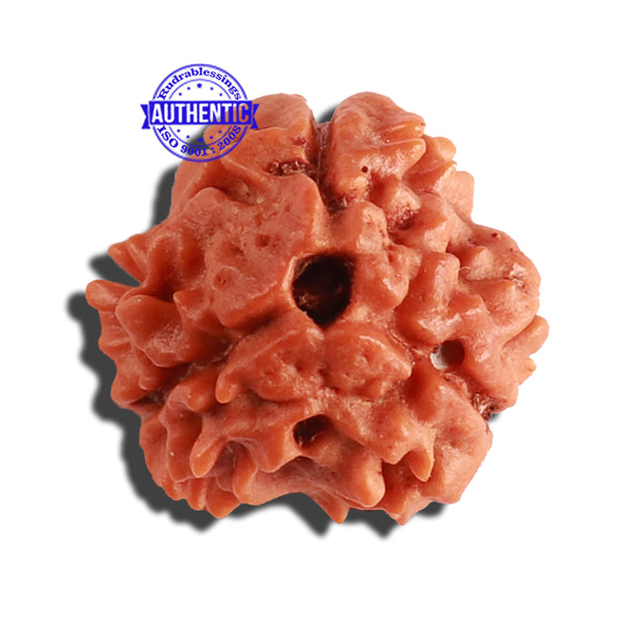 3 Mukhi Rudraksha from Nepal - Bead No. 285
