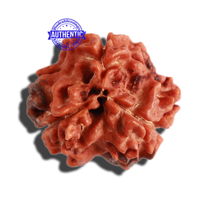 3 Mukhi Rudraksha with 2 Om Marking - Bead 4