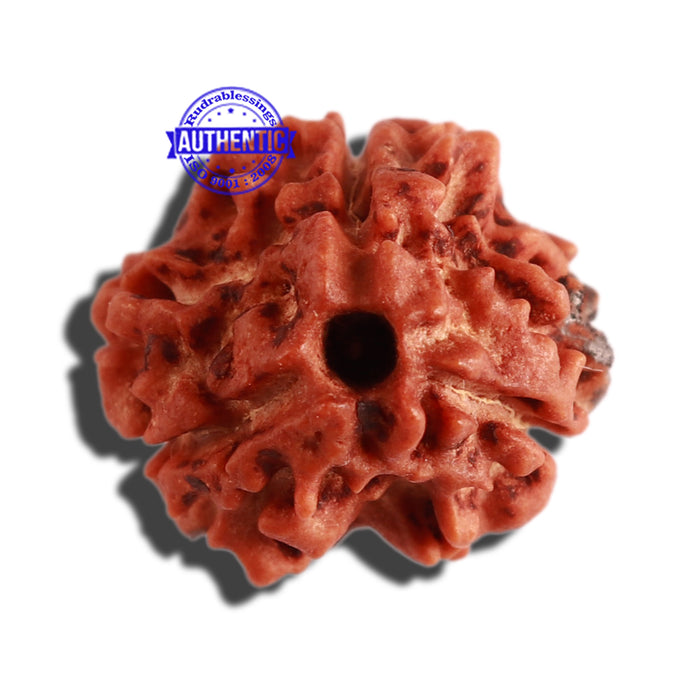 3 Mukhi Rudraksha with 2 Om Marking - Bead 4