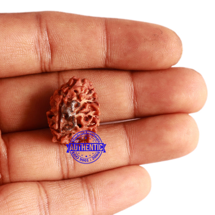 3 Mukhi Rudraksha with 2 Om Marking - Bead 4