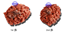 Load image into Gallery viewer, 3 Mukhi Rudraksha with 2 Om Marking - Bead 4
