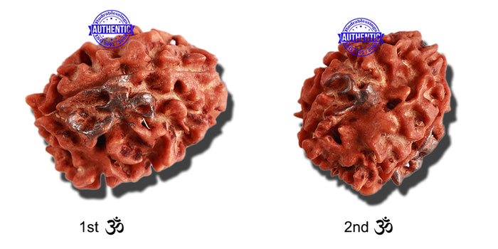 3 Mukhi Rudraksha with 2 Om Marking - Bead 4