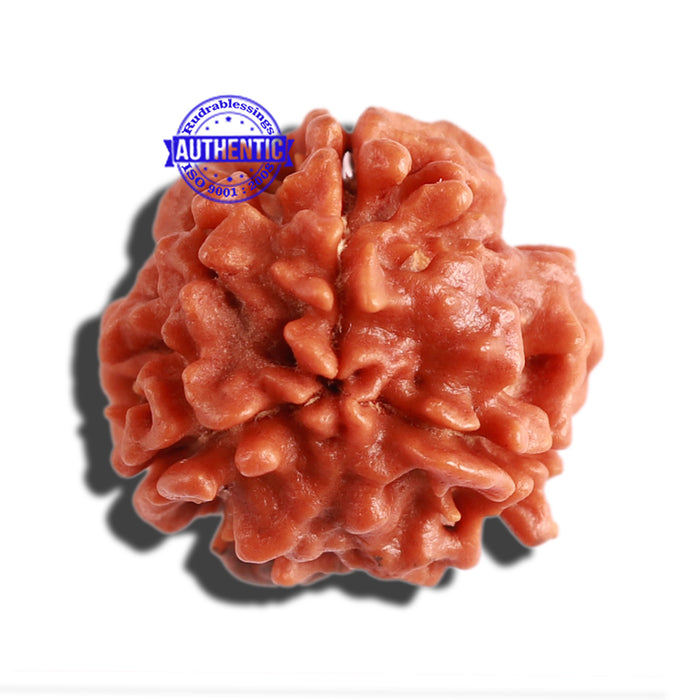 3 Mukhi Rudraksha with Om Marking - Bead 5