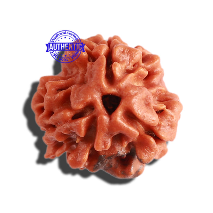 3 Mukhi Rudraksha with Om Marking - Bead 5