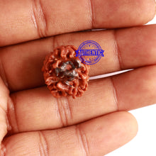 Load image into Gallery viewer, 3 Mukhi Rudraksha with Om Marking - Bead 5

