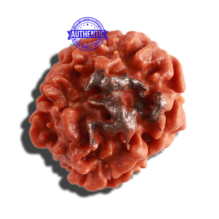3 Mukhi Rudraksha with Om Marking - Bead 5