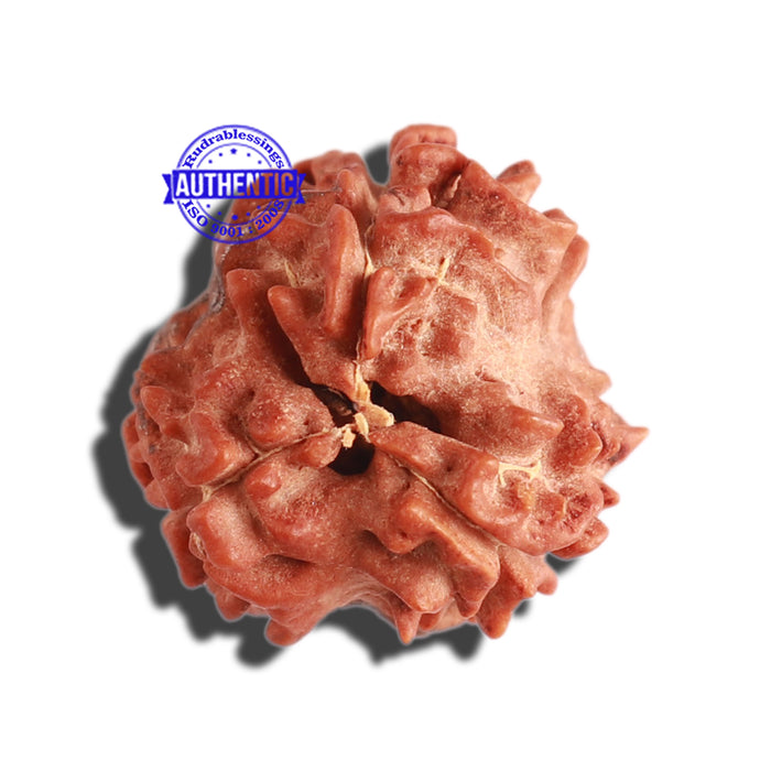 3 Mukhi Rudraksha with 2 Om Marking - Bead 6