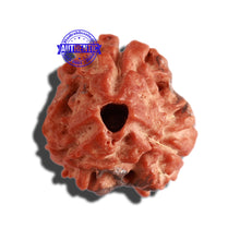 Load image into Gallery viewer, 3 Mukhi Rudraksha with 2 Om Marking - Bead 6
