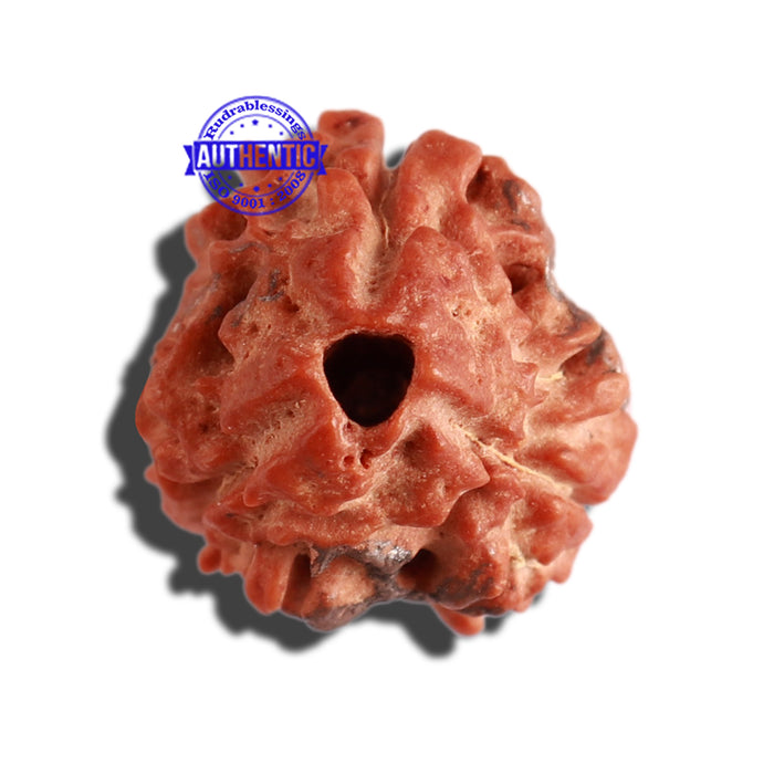 3 Mukhi Rudraksha with 2 Om Marking - Bead 6