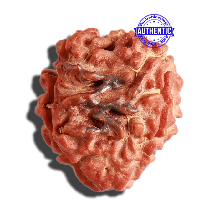 3 Mukhi Rudraksha with 2 Om Marking - Bead 6