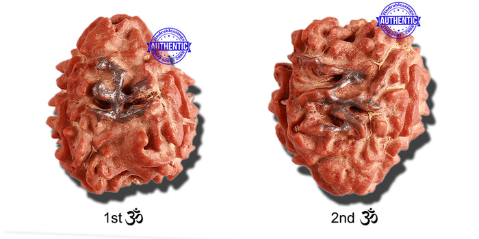 3 Mukhi Rudraksha with 2 Om Marking - Bead 6